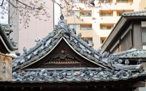 Pigeons on the roof covering the Purification Fountain at Rokkakudo