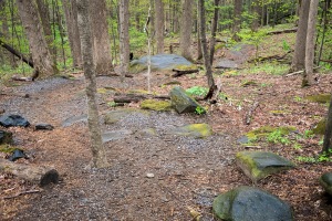 Balsam Point's graveled path