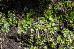 Pellia species liverwort