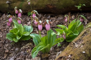 Pink Lady's Slippers