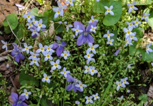 Bluets and Violets