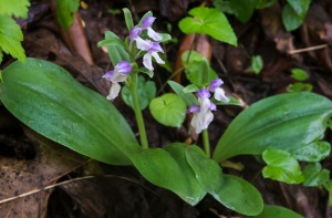 Showy Orchis is still in flower