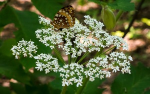 Cow Parsnip with Great Spangled Fritillary