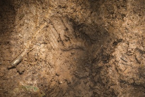 paw print from a running bear 
